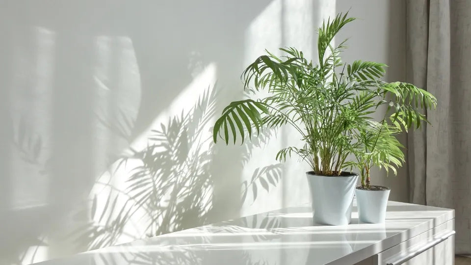 一人暮らしにおすすめ!安いプロジェクター5選をコスパで比較